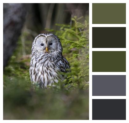 Bird Of Prey Woodland Ural Owl Image